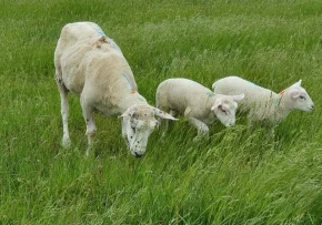 Schaf mit Lämmern | Foto: Birgit Arndt / fundus-medien.de